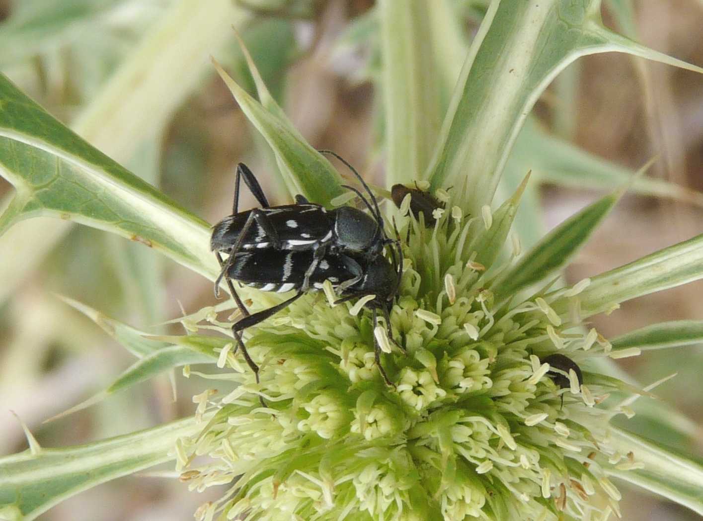 Clorophorus sp. in accoppiamento